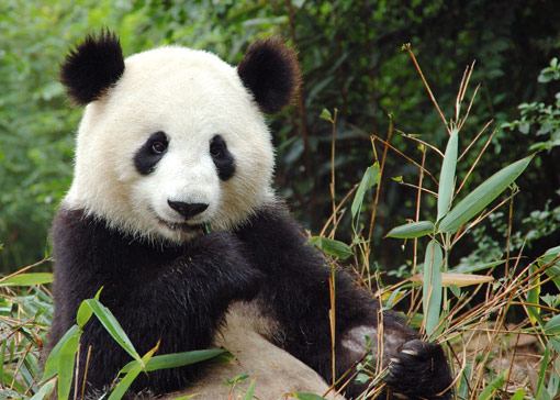 Endangered Panda Bear